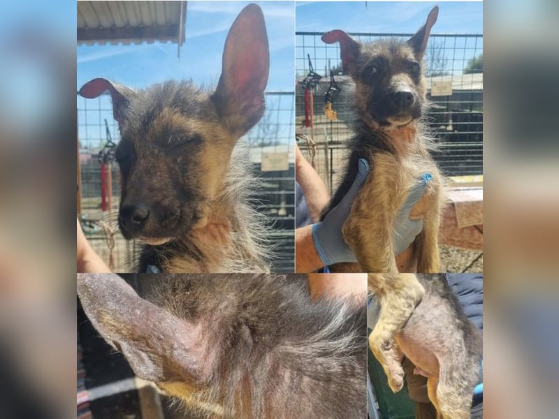 Welpe Chip-Nr. 257991 - wer schenkt dem kleinen Racker ein liebevolles Für-Immer Zuhause?