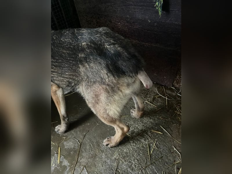 RENA - die intelligente und sanftmütige Hündin träumt von einem liebevollen Für-Immer Zuhause