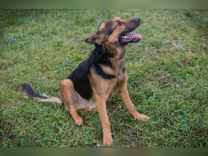 Chip-Nr. 265911 - ich freue mich darauf, mit meinen Menschen die Welt zu entdecken!