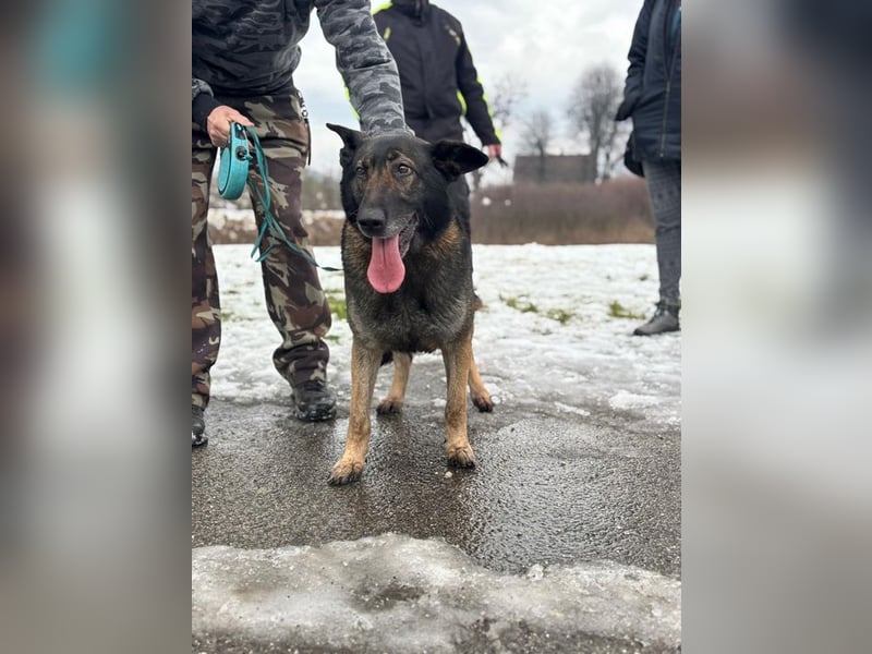 RENA - die intelligente und sanftmütige Hündin träumt von einem liebevollen Für-Immer Zuhause