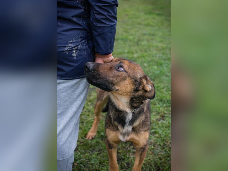 BUDDY - lernen, spielen, knuddeln, wer schenkt mir ein tolles Hundeleben?