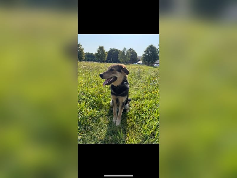 MOJO - der liebevolle, offene Junghund sucht ein hundeerfahrenes Für-Immer Zuhause MOJO - der liebevolle, offene Junghund sucht ein hundeerfahrenes Für-Immer Zuhause