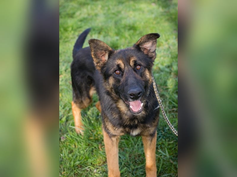 Chip-Nr. 257791 - der aktive und verspielte junge Rüde freut sich auf seine Menschen!