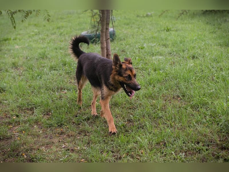 Chip Nr. 265479 - ich suche einen Namen und am liebsten auch gleich eine eigene Familie