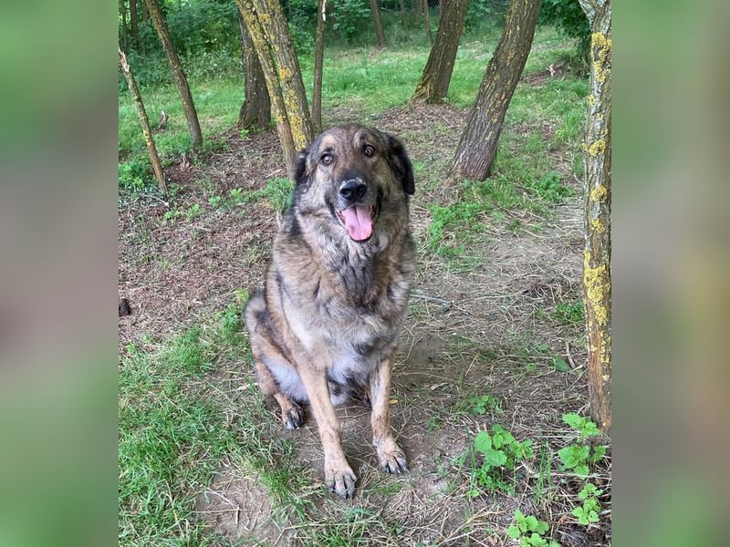 JUNI - lieber und vorsichtiger Herdenschutzhund-Schäferhund Mix - sanfter Riese sucht Zuhause JUNI - lieber und vorsichtiger Herdenschutzhund-Schäferhund Mix - sanfter Riese sucht Zuhause