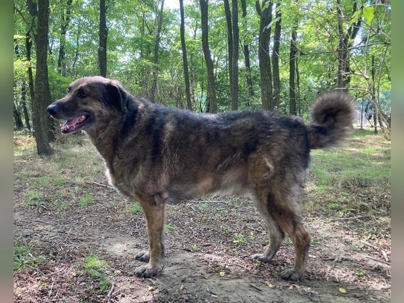 JUNI - lieber und vorsichtiger Herdenschutzhund-Schäferhund Mix - sanfter Riese sucht Zuhause