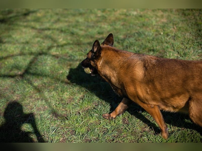 MAJA - ich suche eine liebe Familie, die mir zeigt, wie schön das Leben sein kann