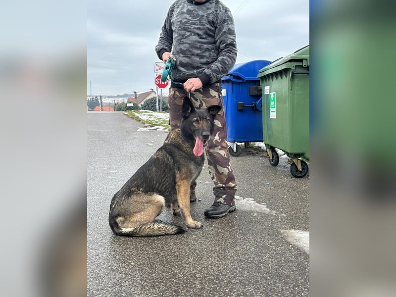 RENA - die intelligente und sanftmütige Hündin träumt von einem liebevollen Für-Immer Zuhause