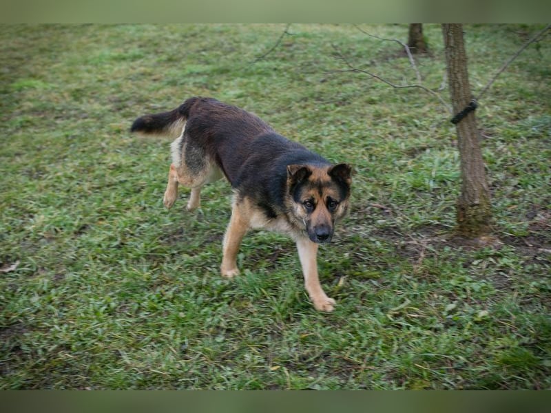 QUINTO - der menschenbezogene und aktive Rüde sucht eine hundeerfahrene Familie!