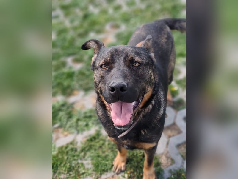 MONTY - der temperamentvolle und engagierte Rüde träumt von einer aktiven Familie!