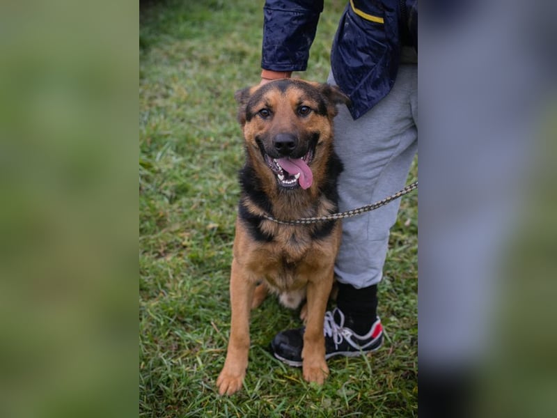 Chip-Nr. 265911 - ich freue mich darauf, mit meinen Menschen die Welt zu entdecken!