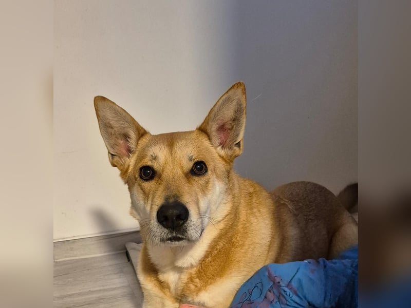 Schäferhund/Ridgeback Mischling