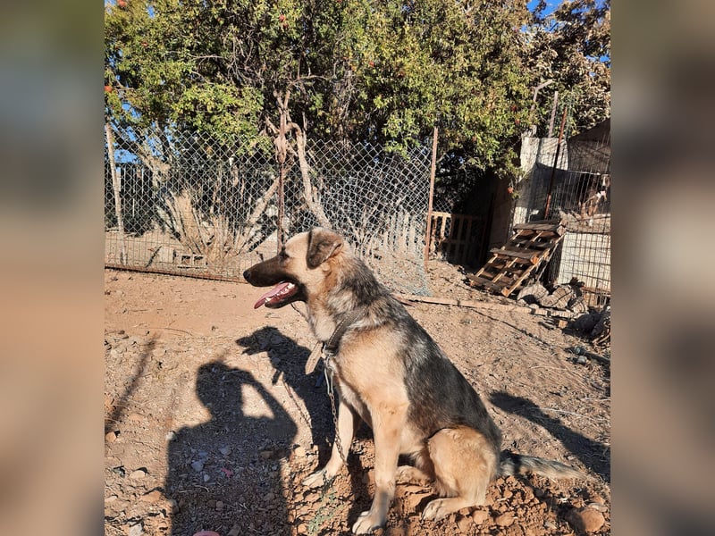 **ELLA**, Schäferhund-Mix, ca 3 Jahre, weiblich kastriert