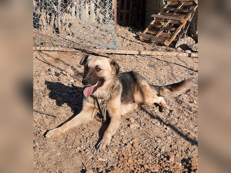 **ELLA**, Schäferhund-Mix, ca 3 Jahre, weiblich kastriert