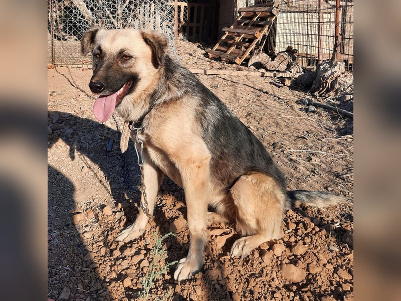 **ELLA**, Schäferhund-Mix, ca 3 Jahre, weiblich kastriert