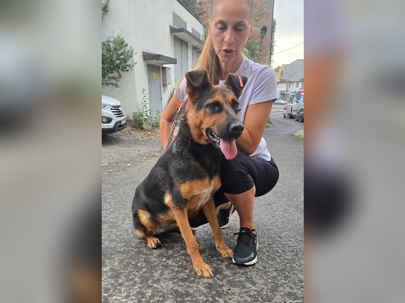 Dunda - aktiver Schäfi-Mix