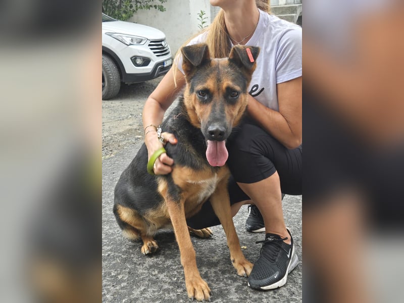 Dunda - aktiver Schäfi-Mix