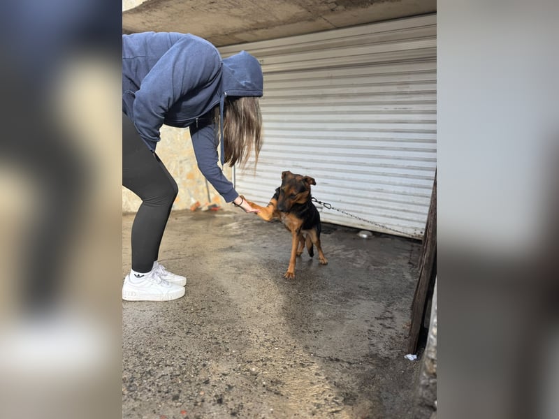 Dunda - aktiver Schäfi-Mix