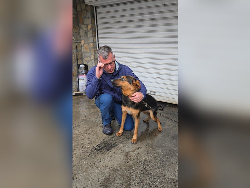 Dunda - aktiver Schäfi-Mix