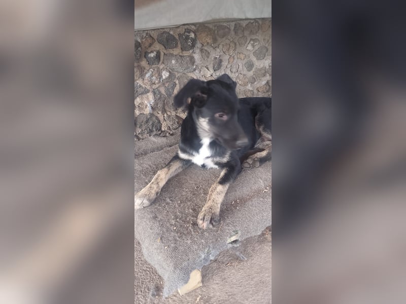 Teo sucht sein eigenes Sofa