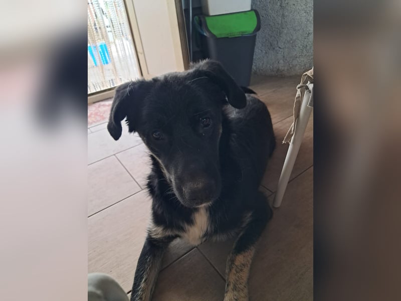 Teo sucht sein eigenes Sofa