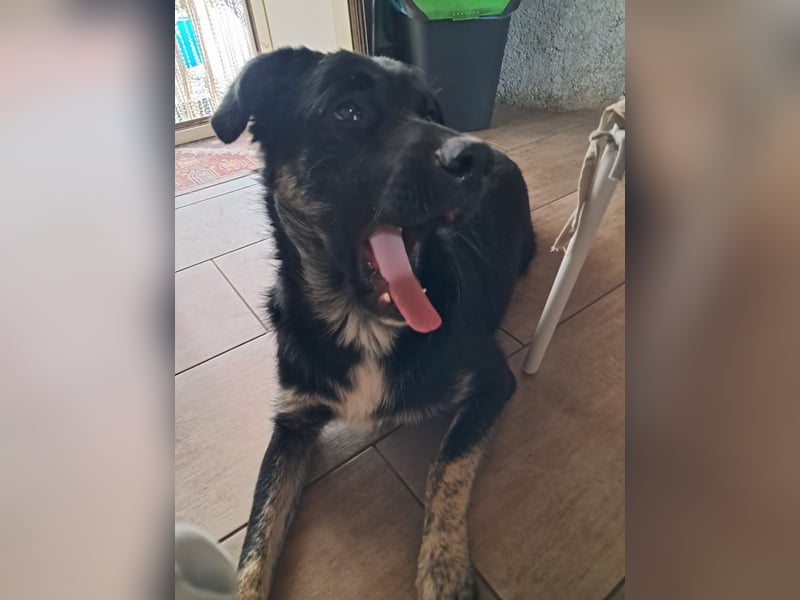 Teo sucht sein eigenes Sofa