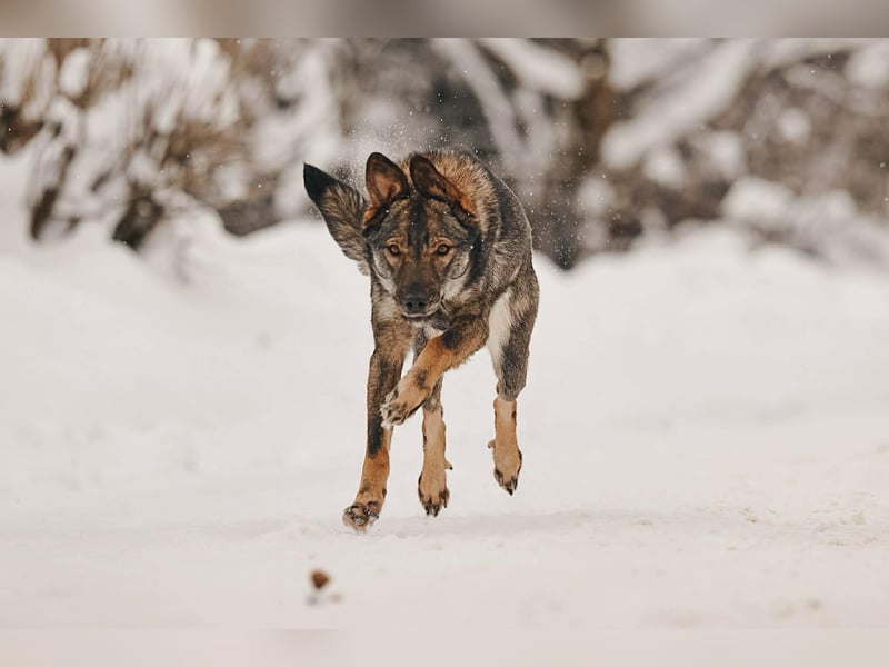 Freundliche Leyla sucht ihre Familie