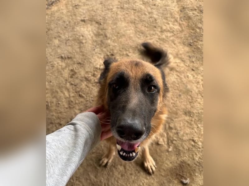  Rexy – eine treue Schäferhündin