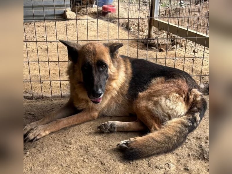  Rexy – eine treue Schäferhündin