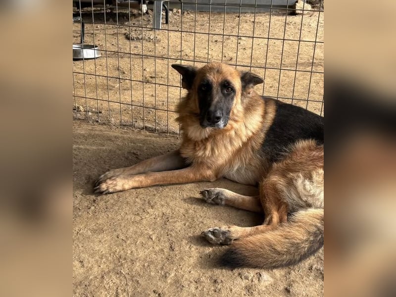  Rexy – eine treue Schäferhündin