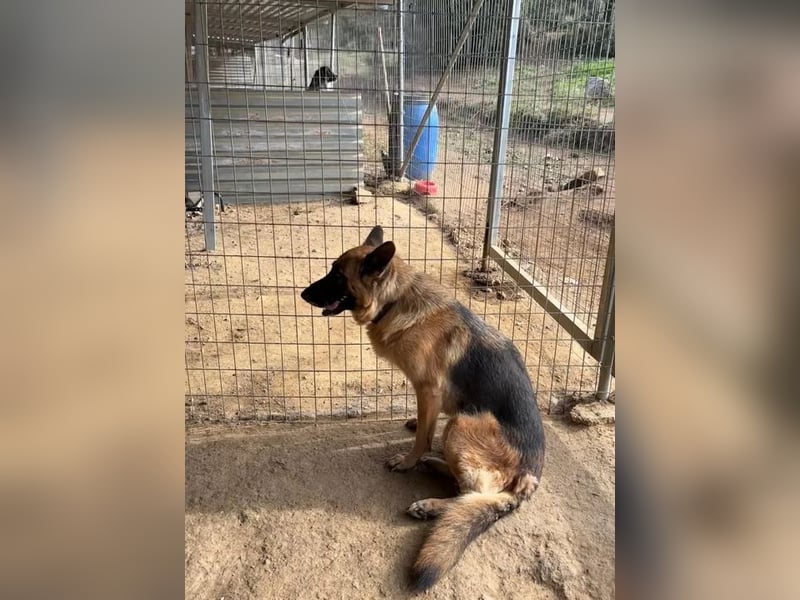  Rexy – eine treue Schäferhündin