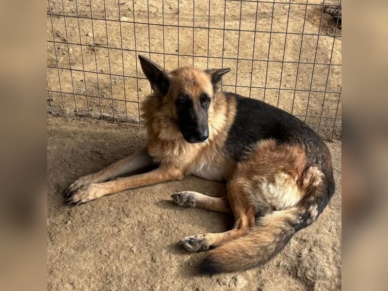  Rexy – eine treue Schäferhündin