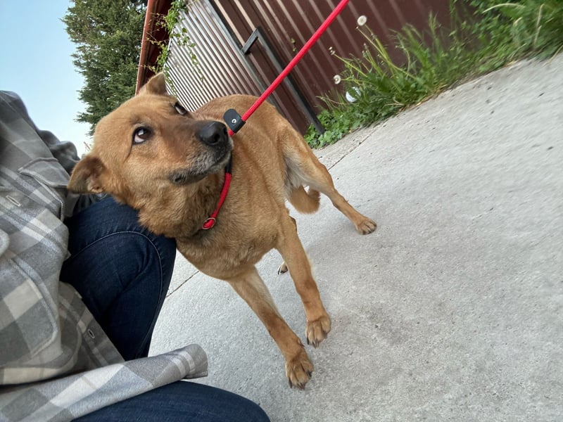 Fanni, Schäferhund Mischlingshündin geb. 2023