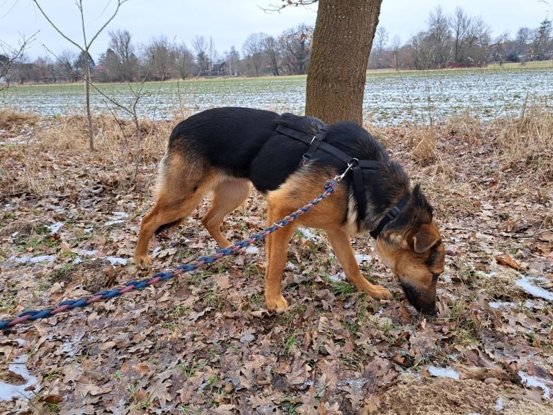 bezaubernte Schäferhund-Mix Junghündin "Luzzy"
