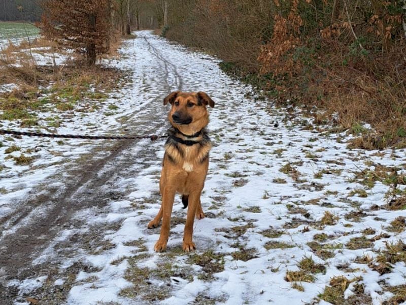 bezaubernte Schäferhund-Mix Junghündin "Luzzy"