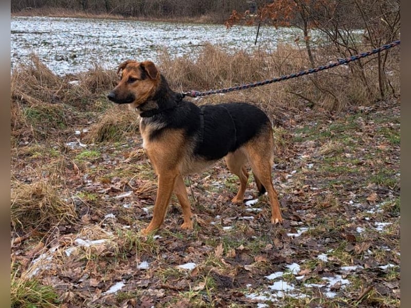 bezaubernte Schäferhund-Mix Junghündin "Luzzy"