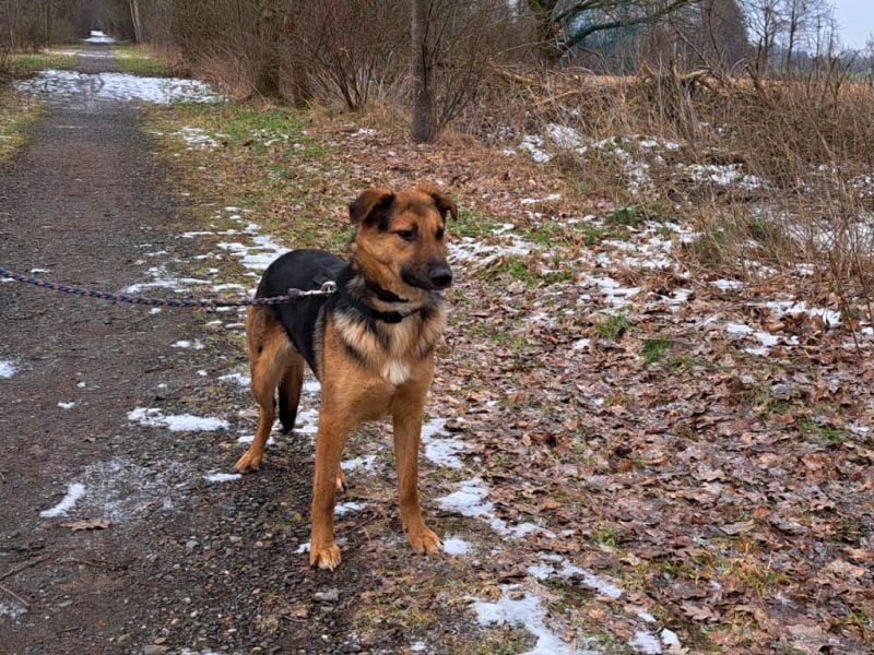bezaubernte Schäferhund-Mix Junghündin "Luzzy"
