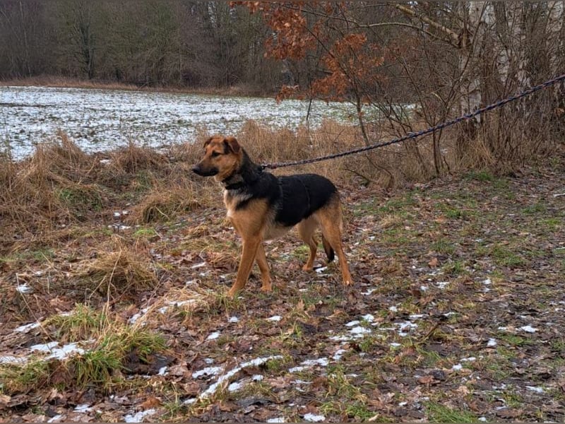 bezaubernte Schäferhund-Mix Junghündin "Luzzy"