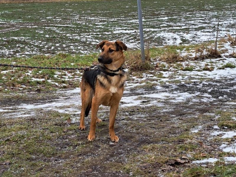 bezaubernte Schäferhund-Mix Junghündin "Luzzy"