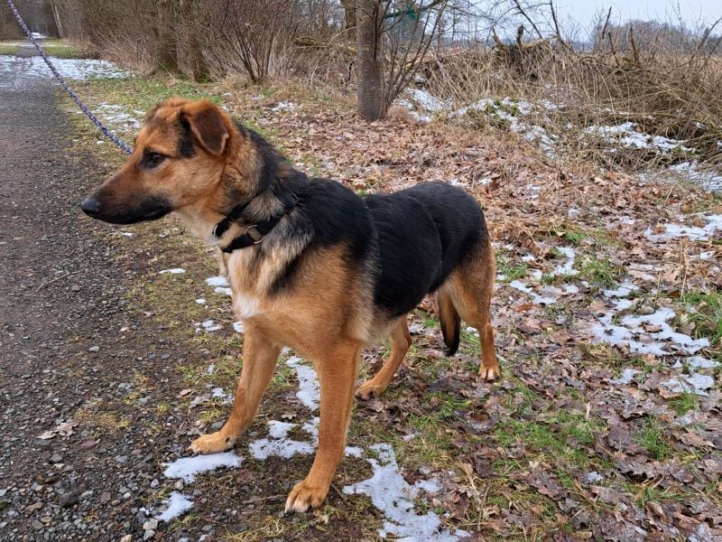 bezaubernte Schäferhund-Mix Junghündin "Luzzy"