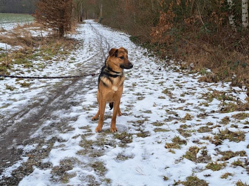 bezaubernte Schäferhund-Mix Junghündin "Luzzy"
