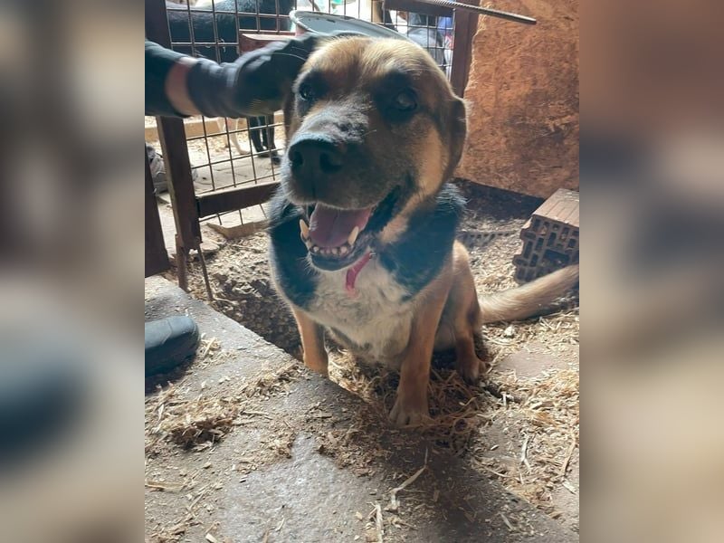 Berta VA - sanftmütig und ruhig