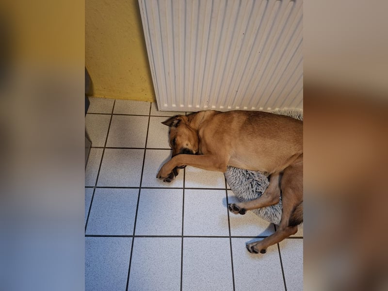 Molly DE - lieb, aktiv, verträglich