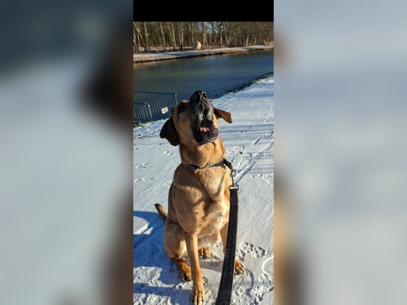 Molly DE - lieb, aktiv, verträglich