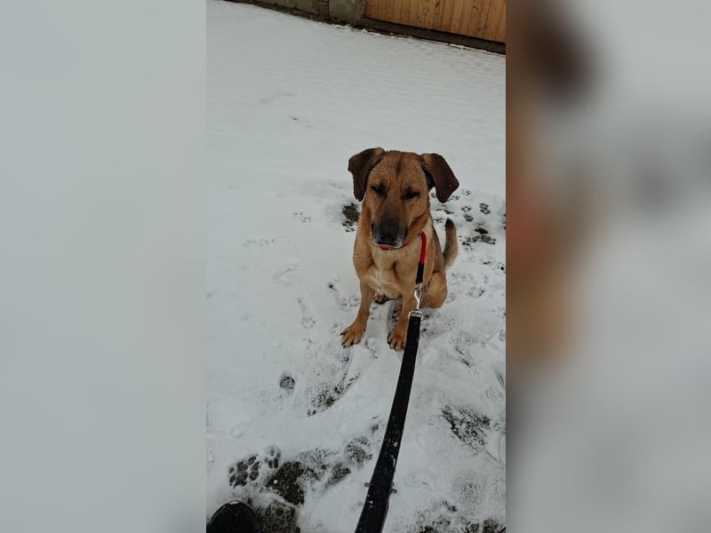 Molly DE - lieb, aktiv, verträglich