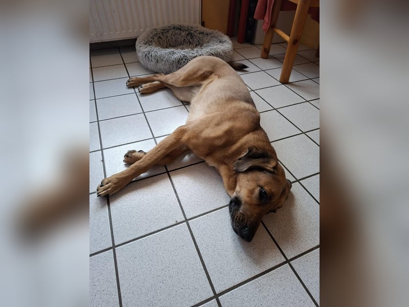 Molly DE - lieb, aktiv, verträglich