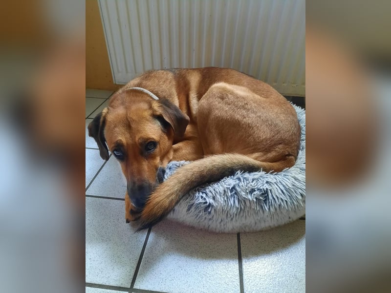 Molly DE - lieb, aktiv, verträglich