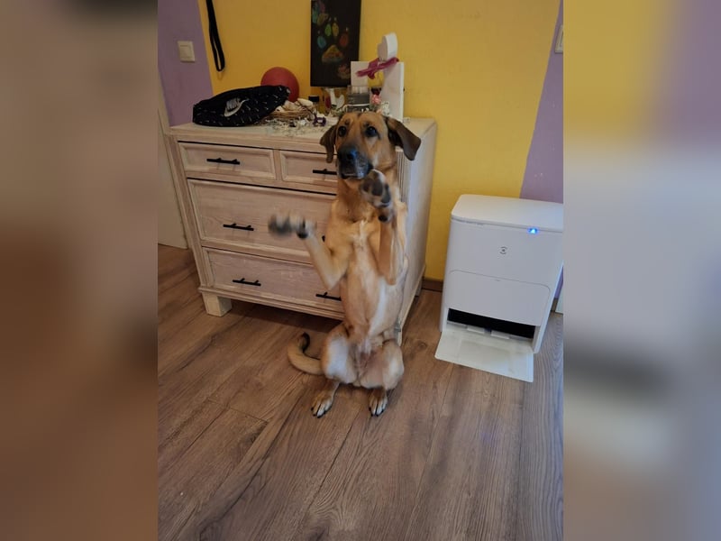 Molly DE - lieb, aktiv, verträglich