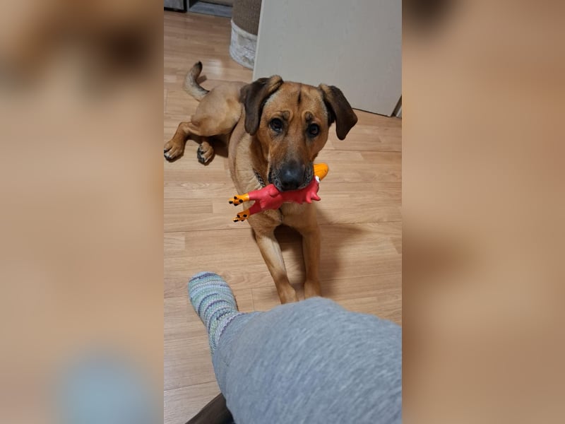 Molly DE - lieb, aktiv, verträglich