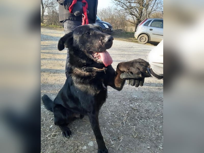 Cody VA - freundlich, kinderlieb